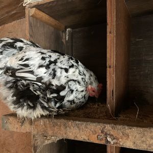 Meet your Posher, Angela